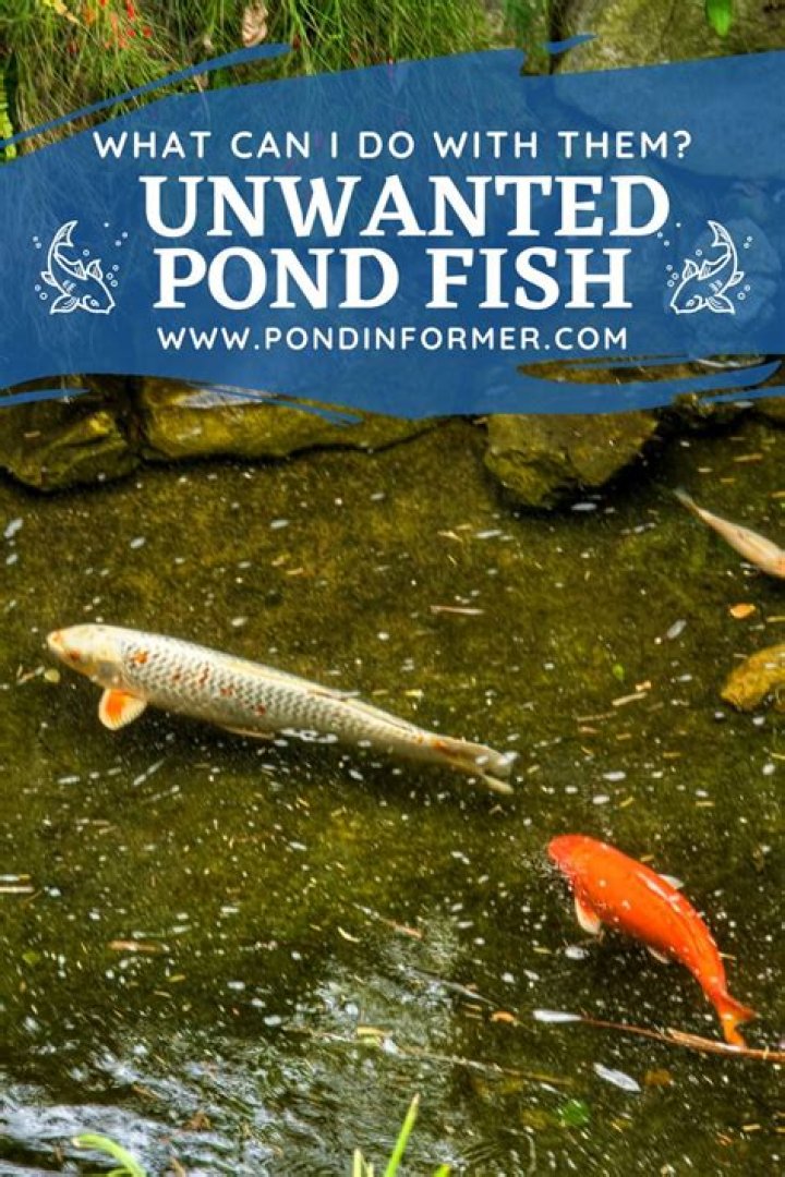 What can I do with unwanted baby fish?