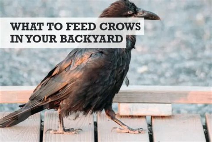 What can I feed crows?