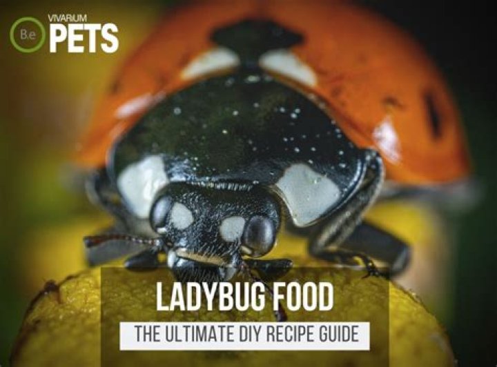 What can I feed ladybugs?