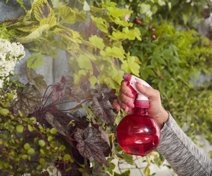 What can I spray on plants to keep slugs away?