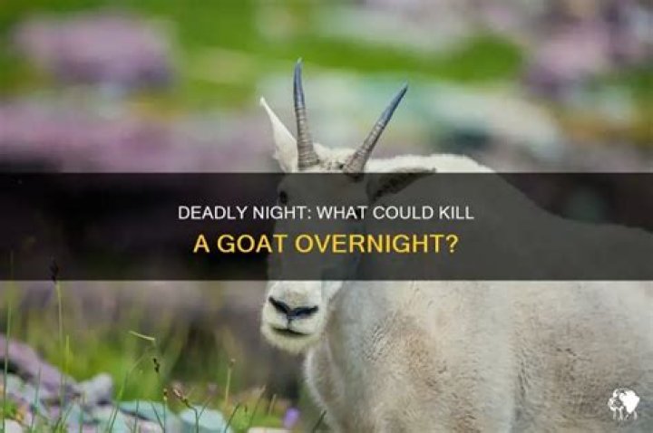 What can kill a goat overnight?