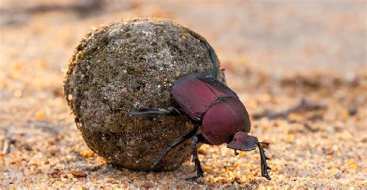 What candy has beetle poop?