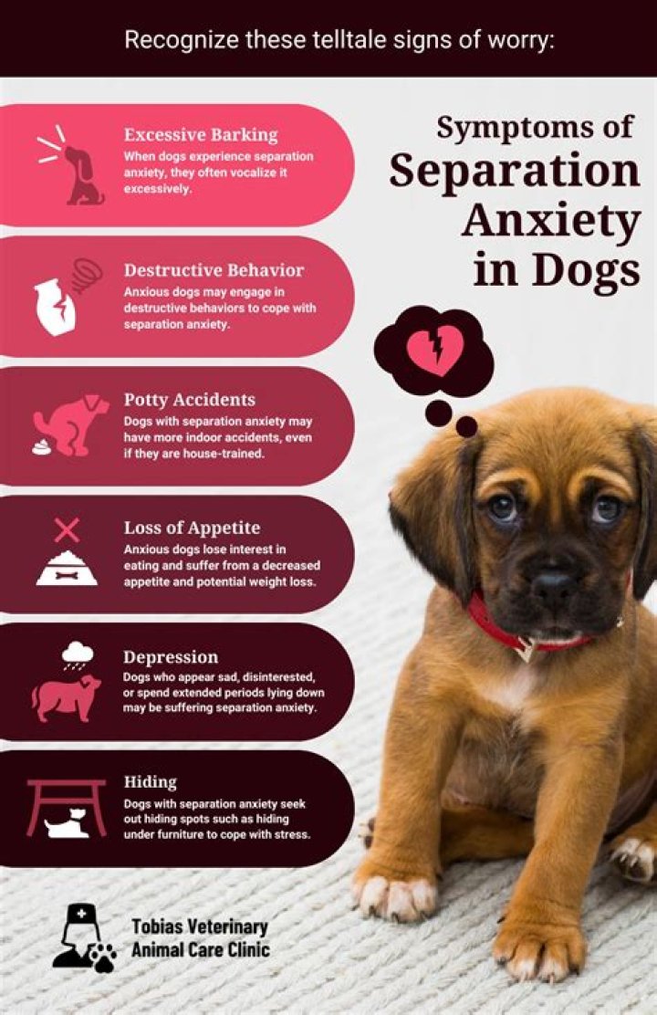 What causes anxiety in a dog?
