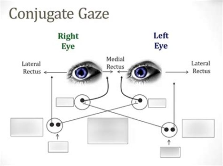 What causes conjugate gaze?