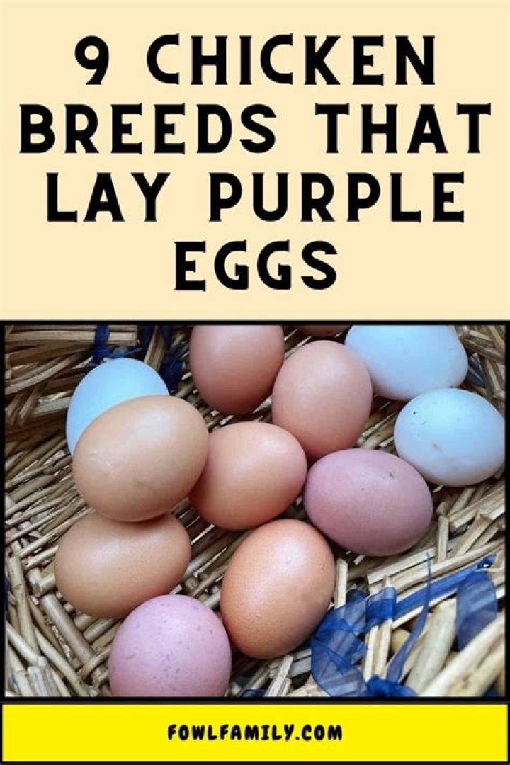 What chickens lay purple eggs?