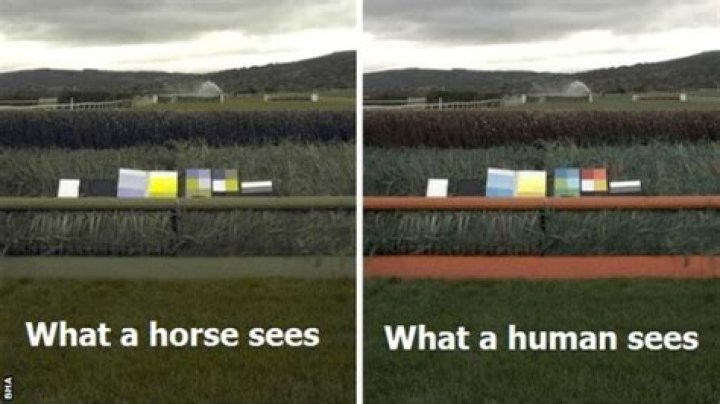 What color can horses see?