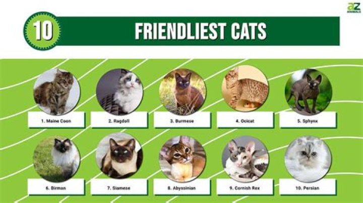 What color cats are the friendliest?