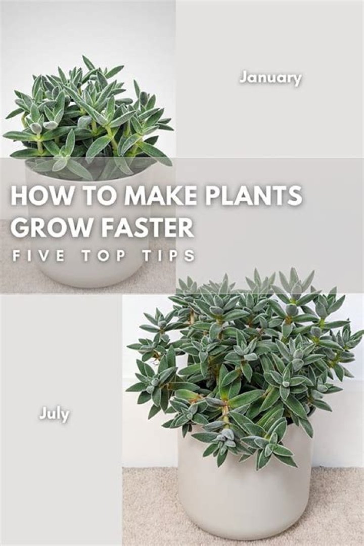 What color helps plants grow?
