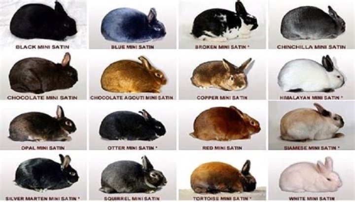 What color is the Easter Bunny's eyes?