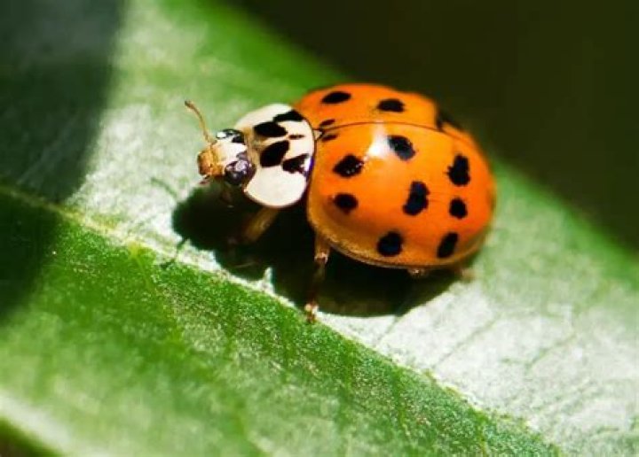 What color ladybugs are poisonous?