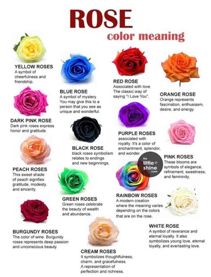 What color rose Do you give a man?