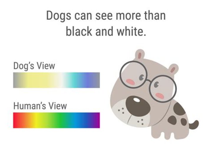 What colors do dogs love?