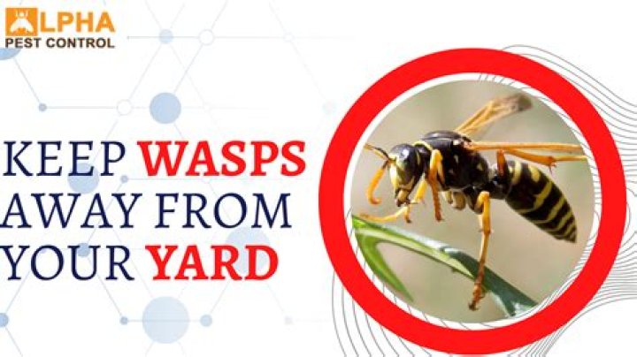 What colors keep wasps away?