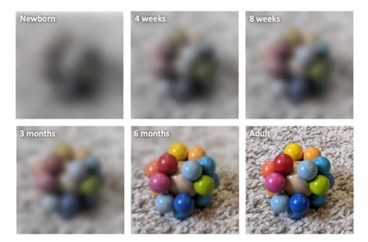 What Colour does baby see first?