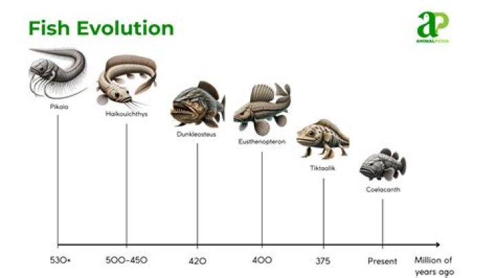 What did fish evolve from?