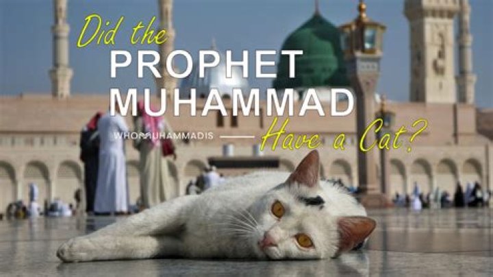 What did Prophet Muhammad say about cats?