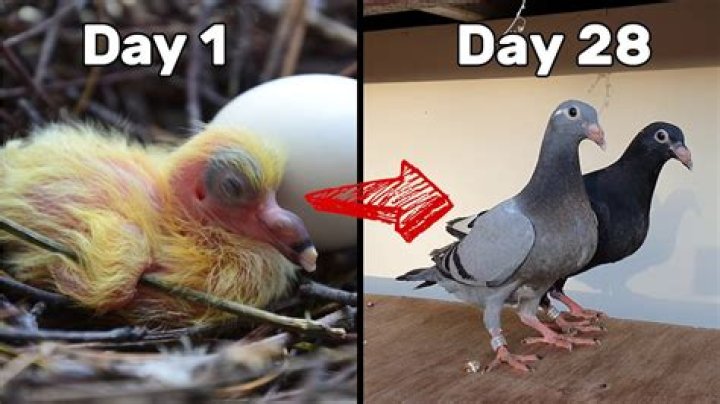 What do 3 week old pigeons eat?