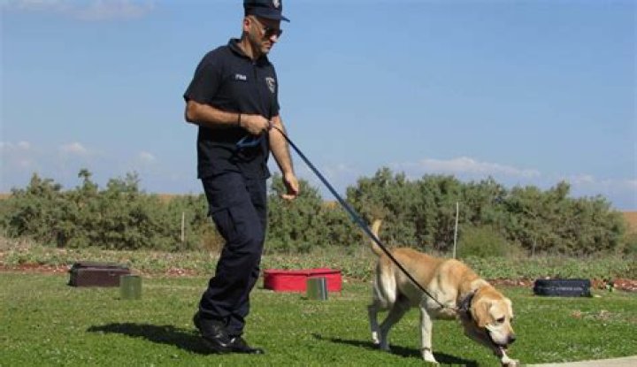 What do airport dogs sniff for?