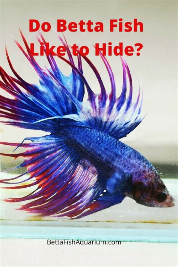 What do betta fish like to do?