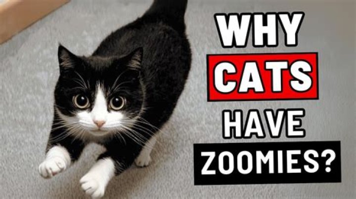 What do cat Zoomies mean?