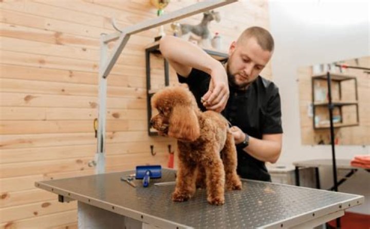 What do dog groomers put on dogs to make them smell good?