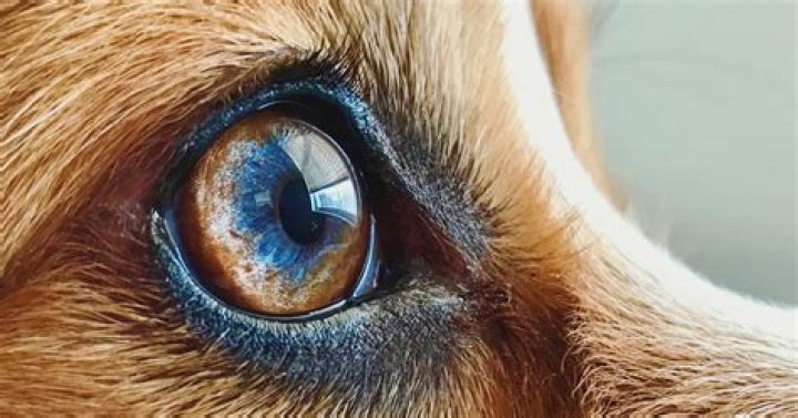 What do dogs eyes look like when they are dying?