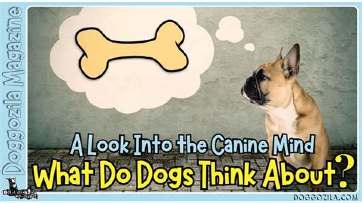 What do dogs think humans do when they leave?