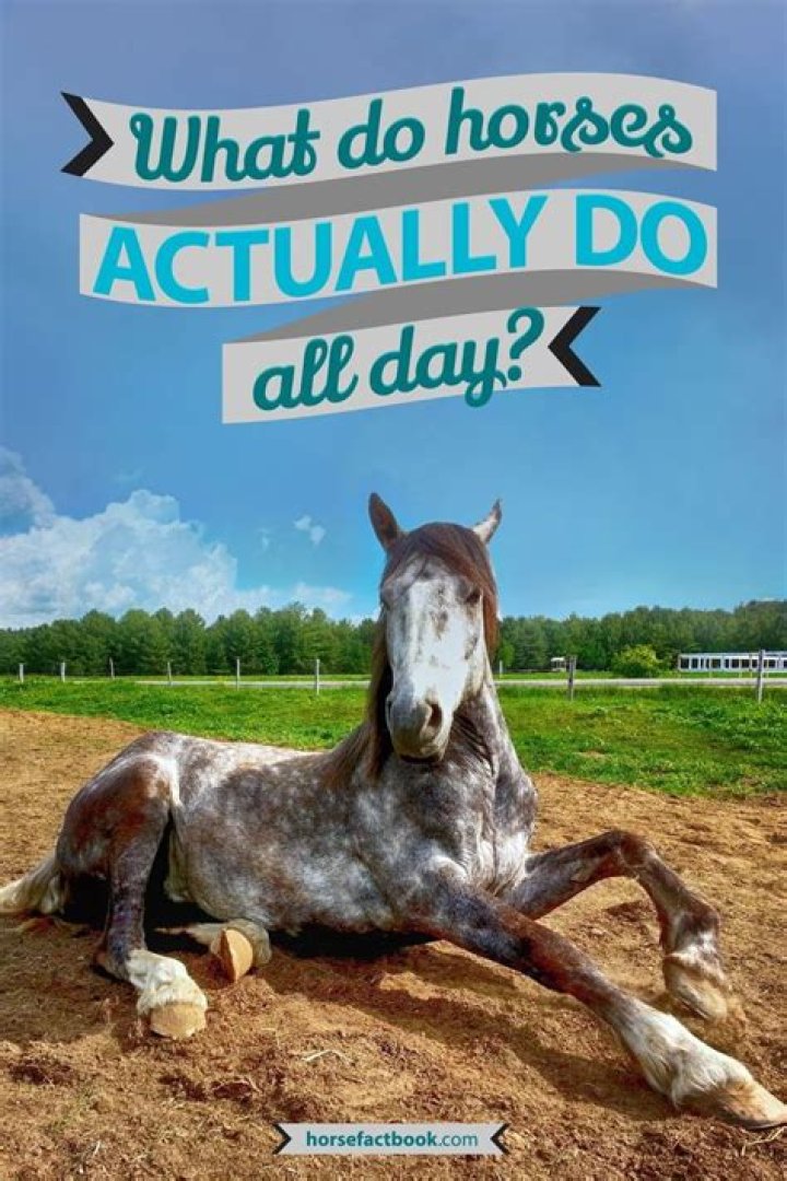 What do horses do all day?