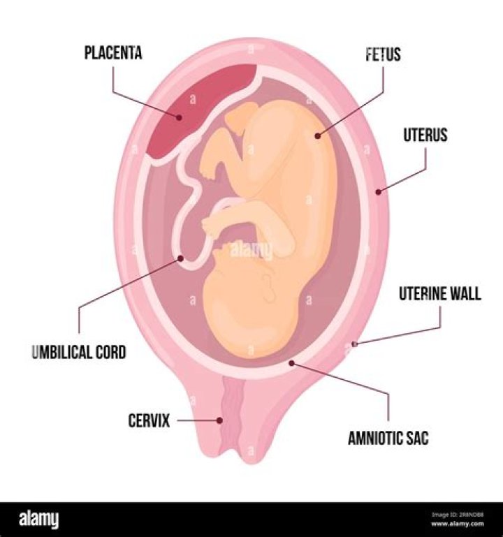 What do hospital do with the placenta?