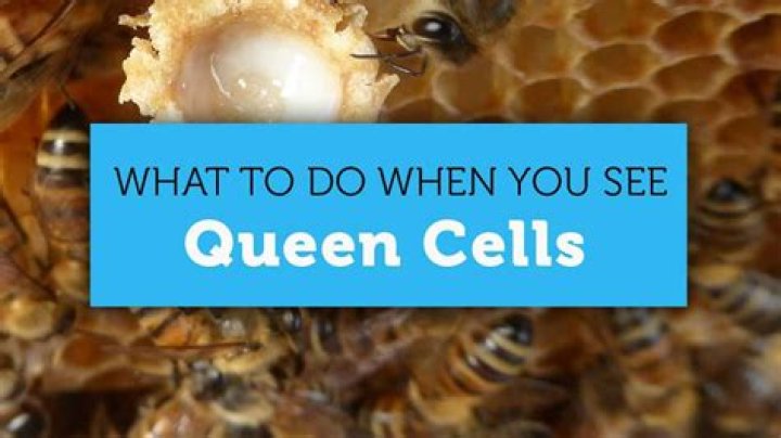 What Do queen cells look like in a hive?