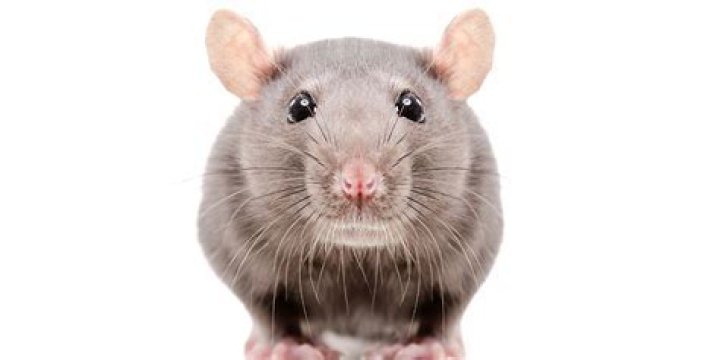 What do rats hate most?