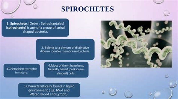 What do spirochetes feed on?