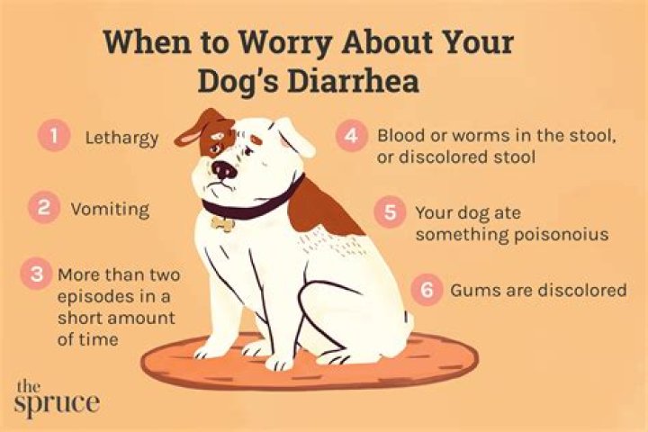 What do vets prescribe for diarrhea in dogs?