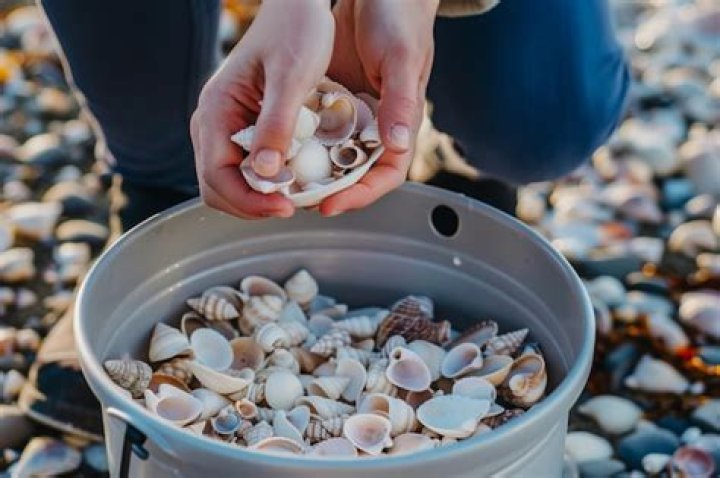 What do you call a person who collects shells?
