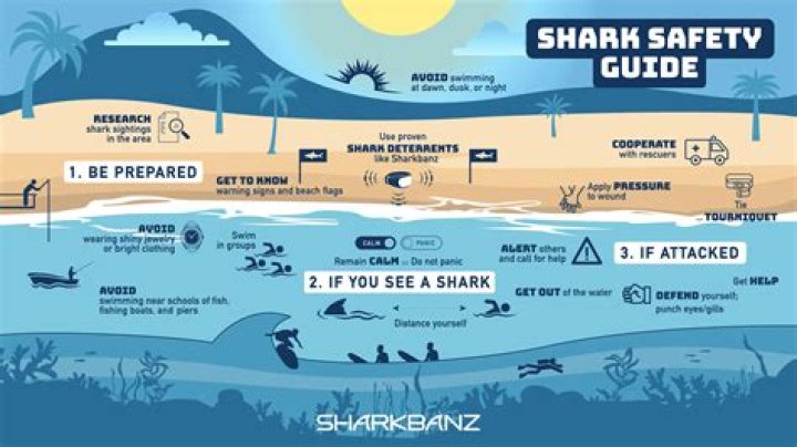 What do you do if a shark circles you?