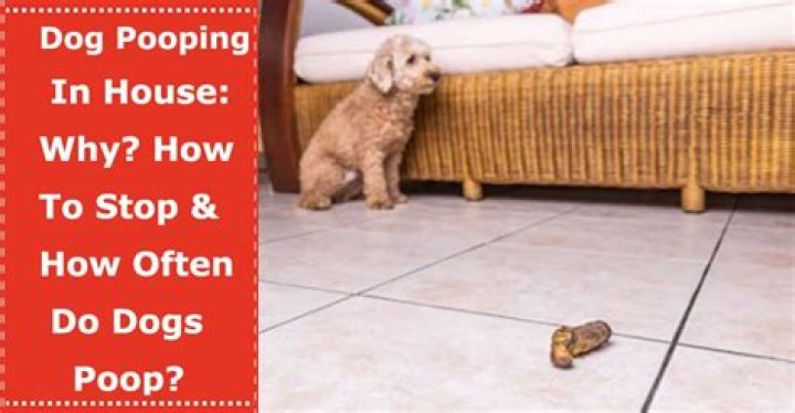 What do you do if your dog poops in the house?