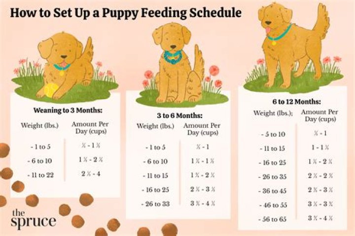 What do you do with a puppy all day?