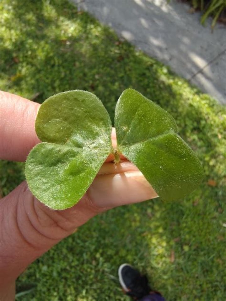 What does a 2 leaf clover mean?