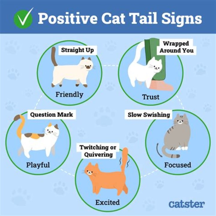 What does a cat with 2 tails mean?