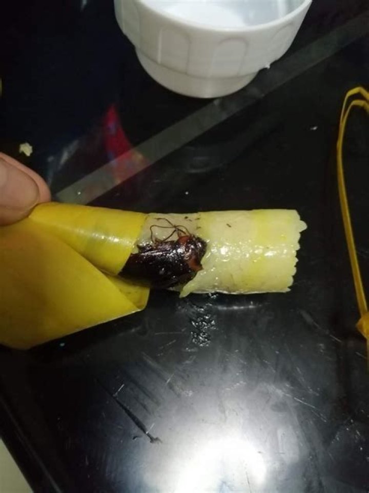 What does a cockroach taste like?