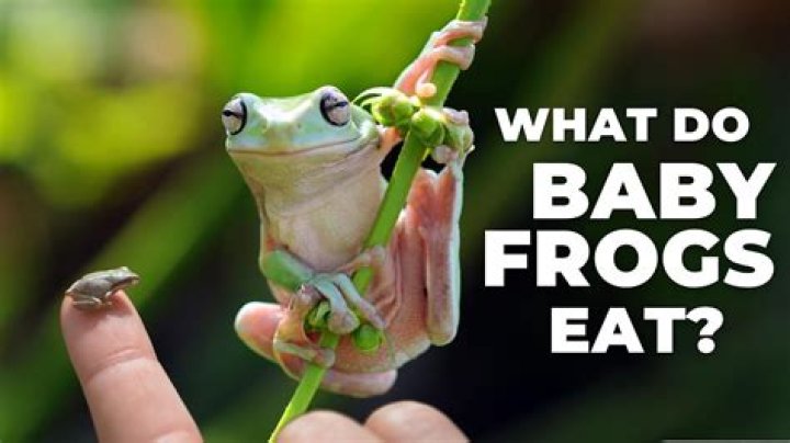 What does a frog do in a day?