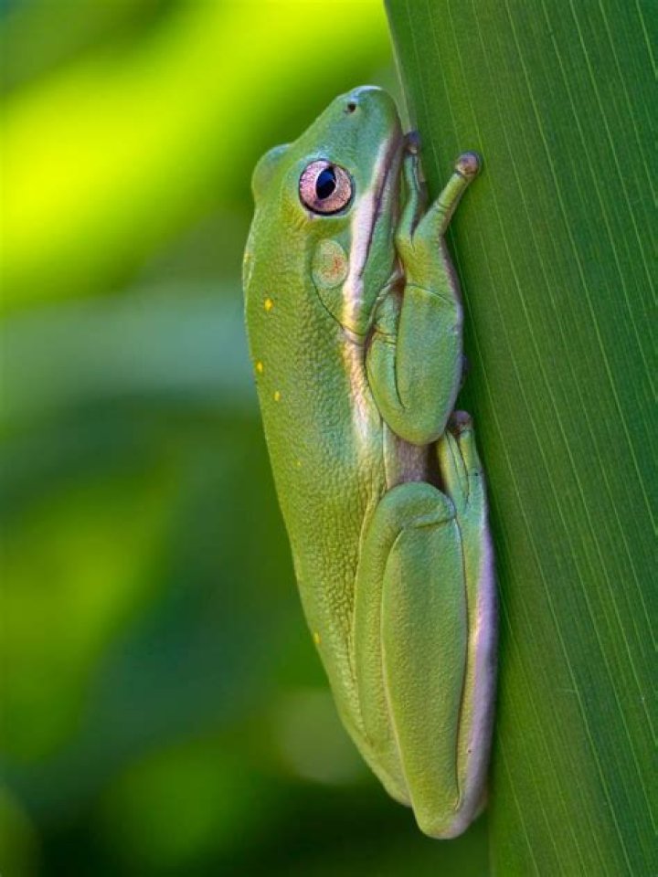 What does a green tree frog look like?