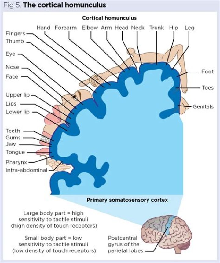 What does a homunculus represent?