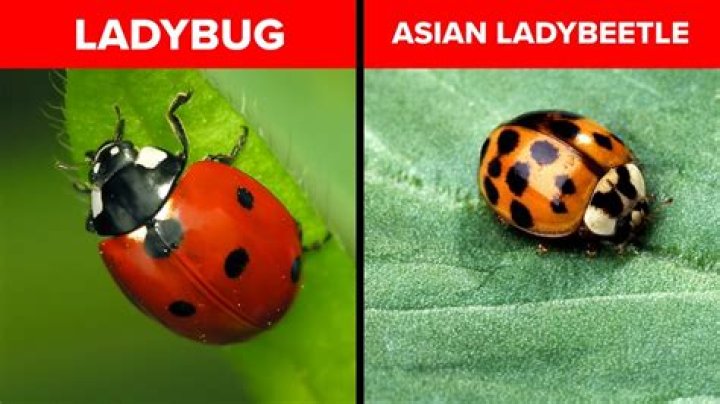 What does a ladybug look like when it's a baby?