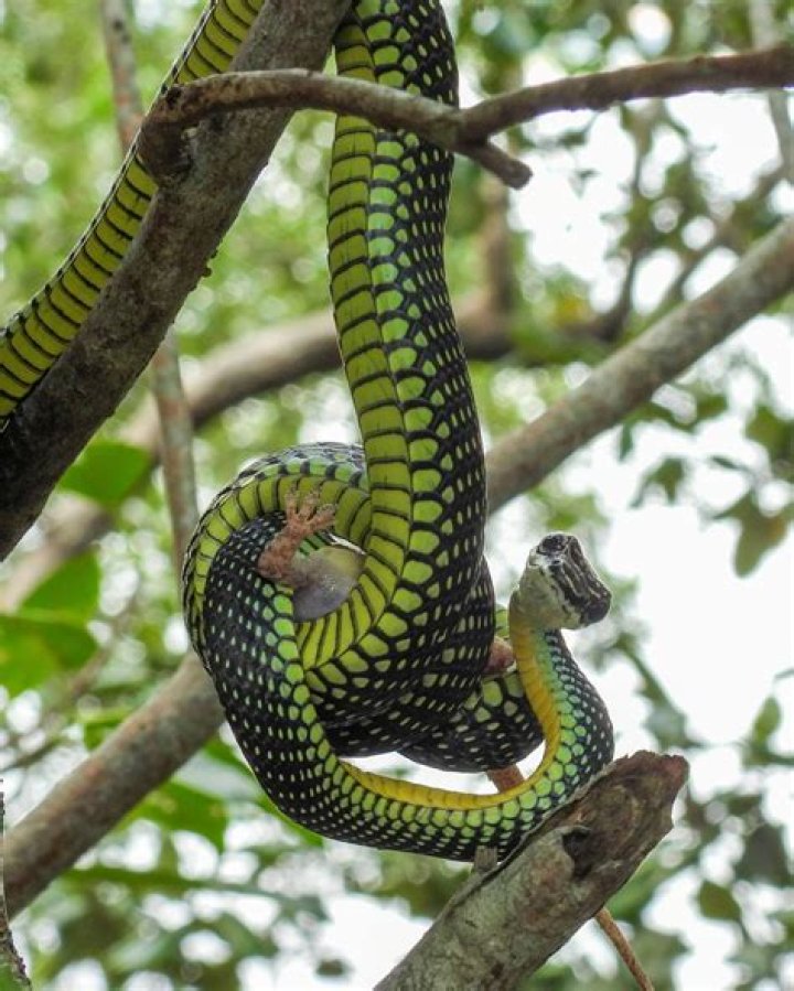 What does a paradise tree snake eat?