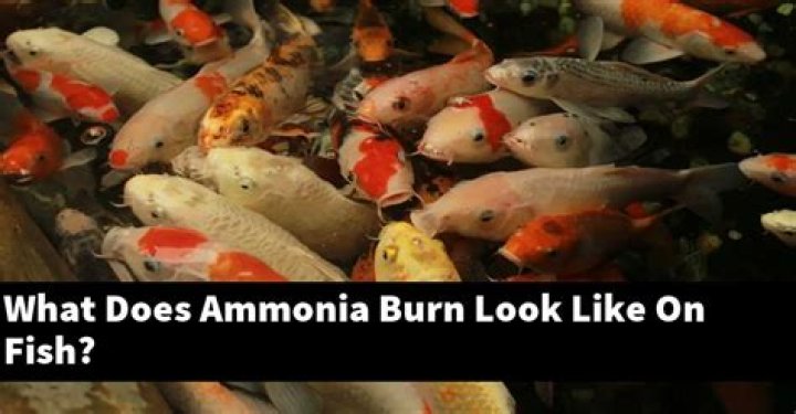 What does ammonia burn look like on fish?