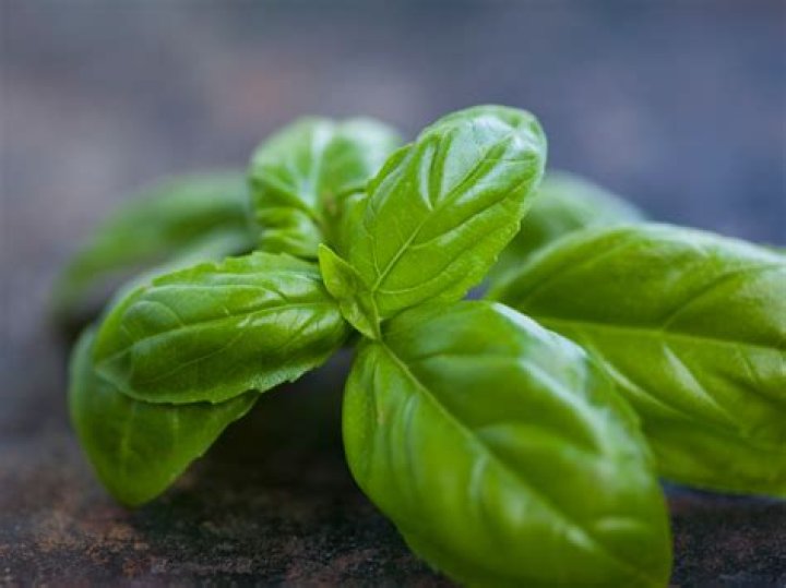 What does basil look like?