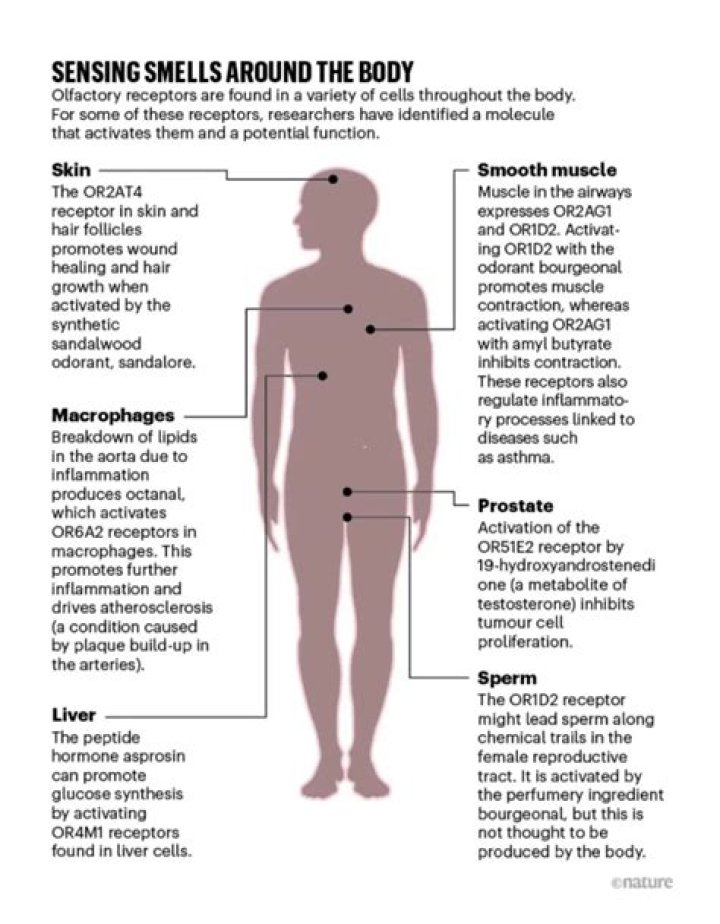 What does diabetes body odor smell like?