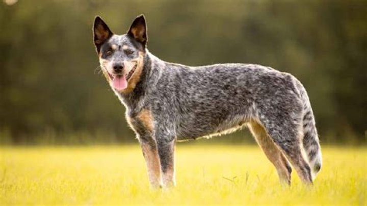 What does drovers dog mean?