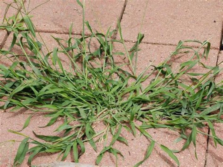 What does emergent crabgrass look like?